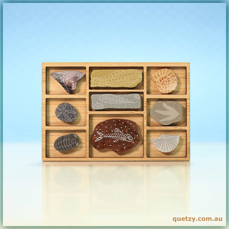 Wooden box brooch containing nine, miniature fossil specimens. Each represents a real-life fossil. Designed and handmade by Quetzy